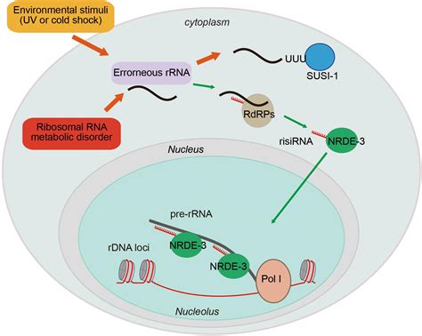 rrna processing in the nucleus and cytosol